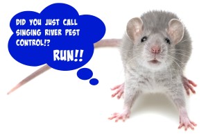 Call the Florence Alabama pest control team to get these rodents on the run!